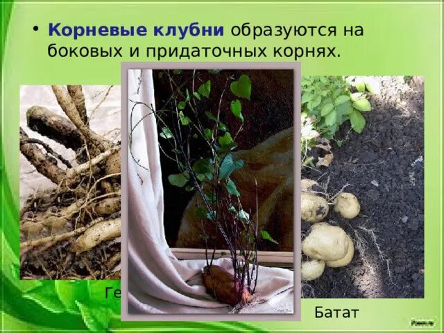 Придаточные корни картофеля фото Видоизменение корней 6 класс