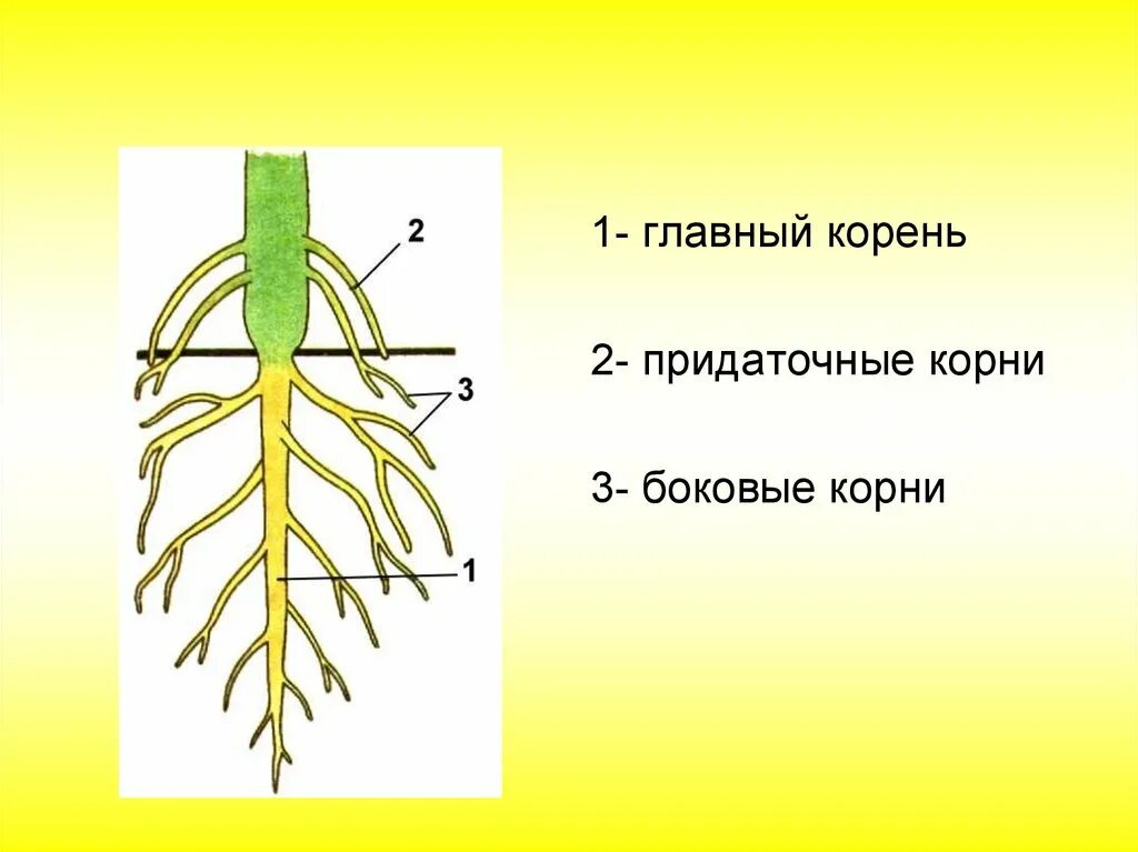 Придаточные корни у картошки фото Корни образующиеся на стеблях и листьях: найдено 82 картинок