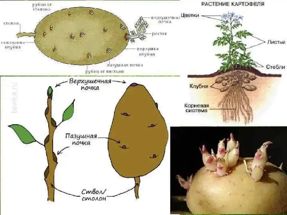 Придаточные корни у картошки фото Внешний вид картофеля - CoffeePapa.ru