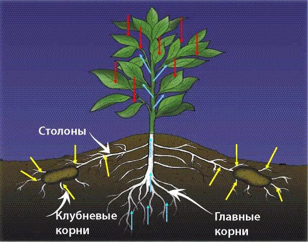 Придаточные корни у картошки фото Картинки СТОЛОН ЛУКОВИЦЫ