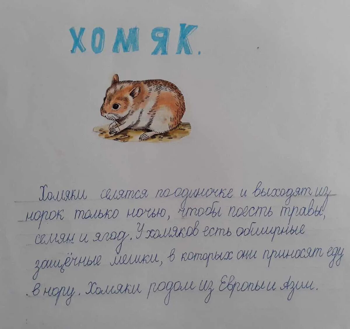 Придумать сказку о своем домашнем животном Сочинение про хомяка по русскому языку (3 варианта для 1-5 классов)