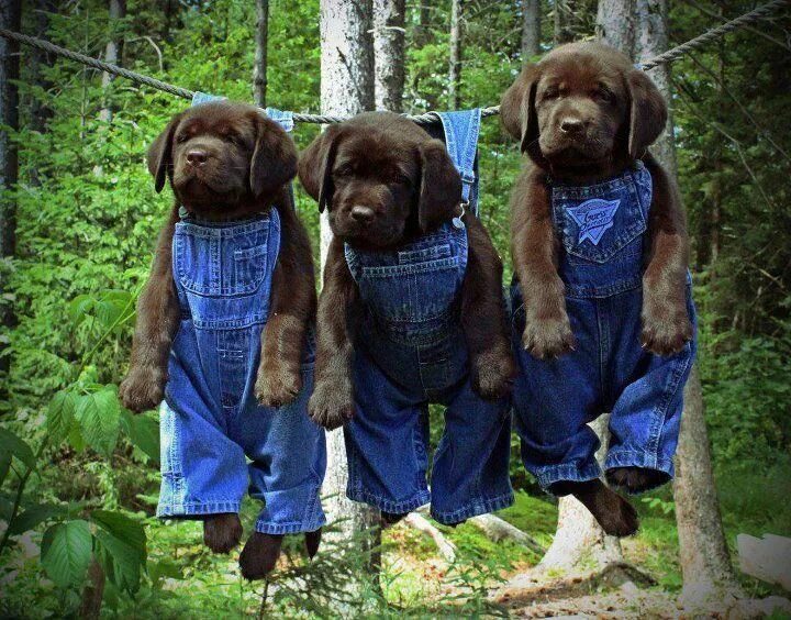 Придумайте смешное название к фото You gotta love this ... puppies in overalls. Posted by a Facebook friend. Cute p