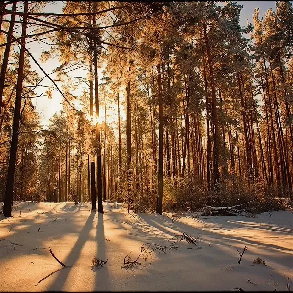 Пригородный лес фото Прогулка в пригородном лесу Липецка Прогулка в пригородном лесу с целью отдыха и