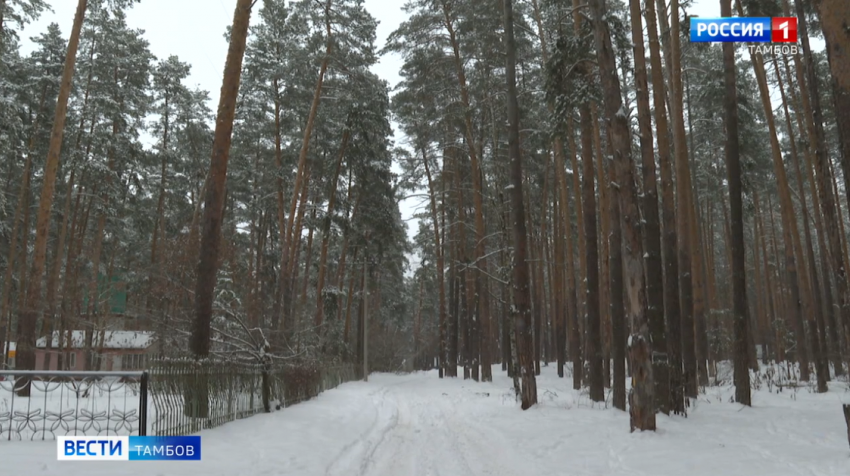 Пригородный лес тамбов фото В Тамбовском районе возведут крупнейший в России семейный парк отдыха