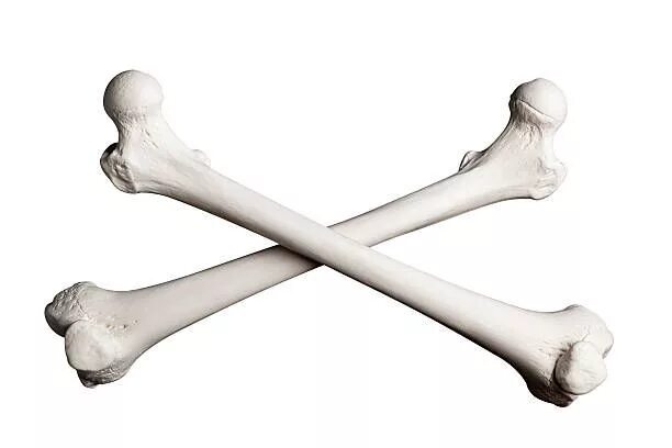 Прикол фото кость Royalty Free Human Bones Pictures, Images and Stock Photos - iStock