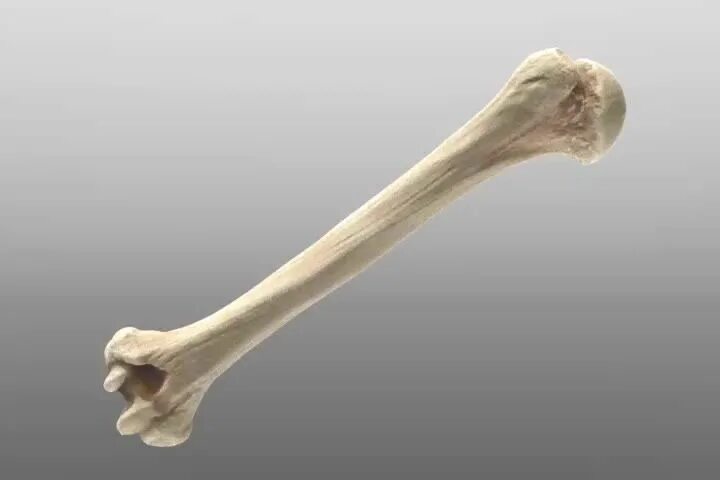 Прикол фото кость The Foundry Community :: Forums :: Humerus Bone - Submission Bones funny, Arm an