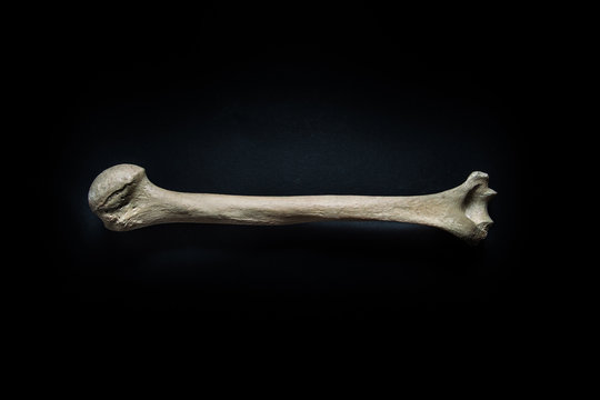 Прикол фото кость Bone Human Изображения: просматривайте стоковые фотографии, векторные изображени