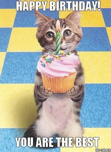 Прикол фото с днем рождения женщине Topp 10 ideer og inspirasjon om cat birthday memes