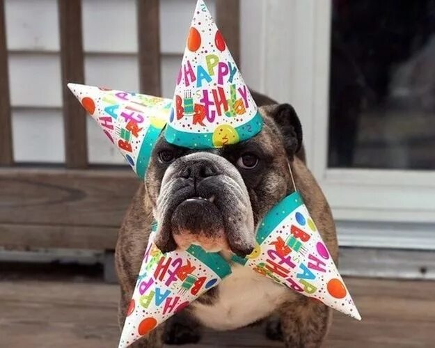 Прикол фото с днем рождения женщине The 20 Funnest Animal Parties Ever Happy birthday dog meme, Happy birthday anima