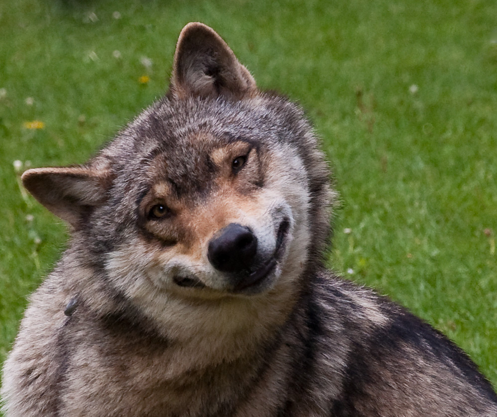 Прикол фото волк Сообщество Steam :: Руководство :: How to stop wolves from spawning