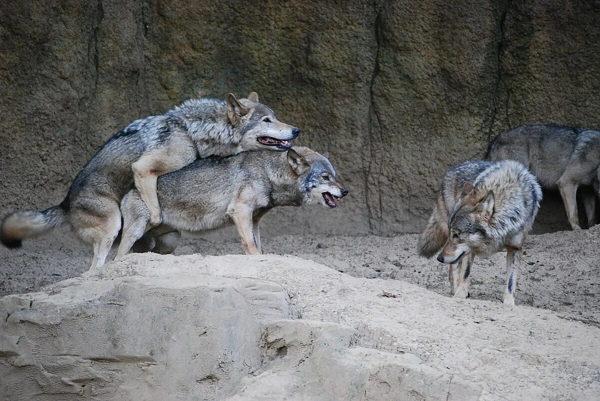 Прикол фото волк File:Korean wolves mating 2.jpg - Wikipedia