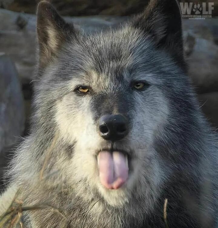 Прикол фото волк Pin on Wolves,x Wolf dog, Dog expressions, Wolf pictures