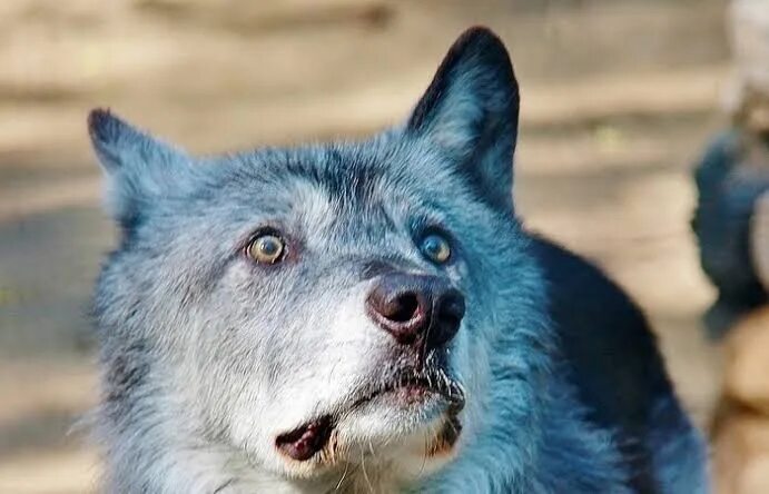 Прикол фото волк Wolf Only when he is hungry, Toothless snaps. If it is good, it is natural... 20