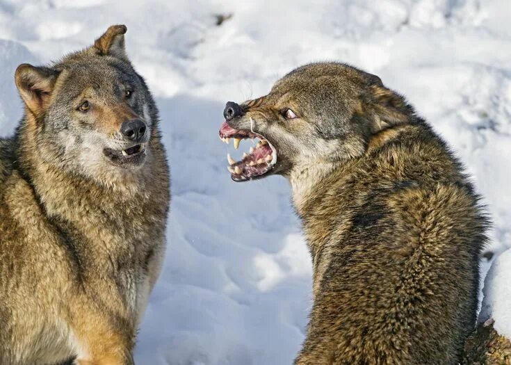 Прикол фото волк Wow, what an angry wolf! Imágenes divertidas de animales, Mascotas memes, Humor 