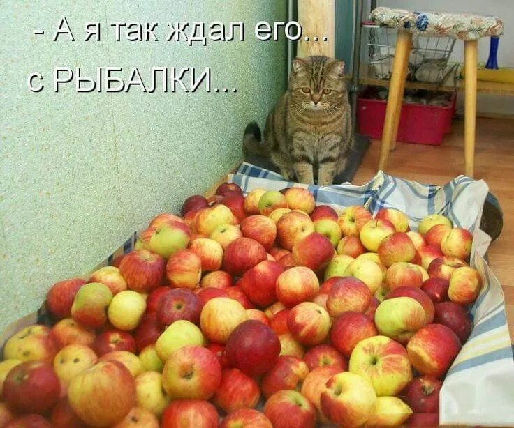 Прикол яблоко фото Pin by redactedixqmvxr on мир котов -7. Best mattress, Fruit, Apple