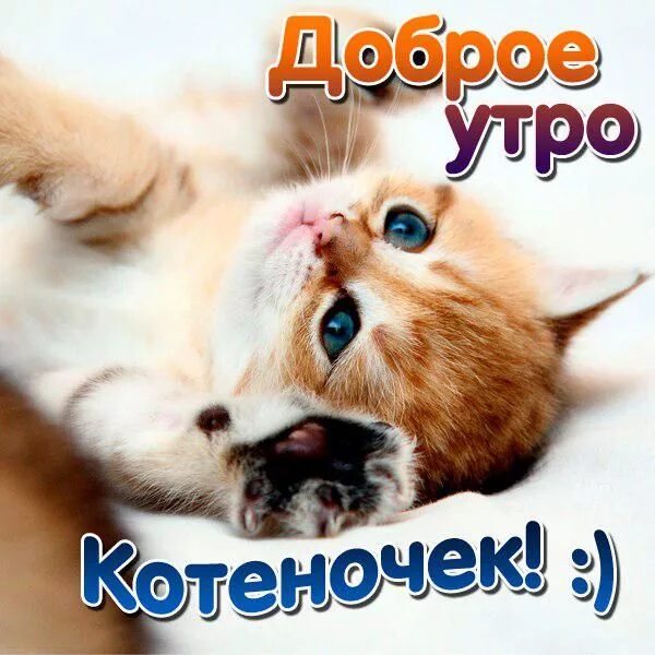 Прикольная картинка доброе утро милая Картинки "доброе утро, котенок" (43 ФОТО) Good morning, Animals, Cats