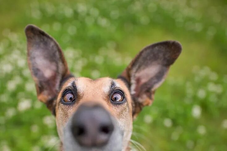 Прикольная картинка домашние животные Hundefotografie im Studio - Fotografie Elke Vogelsang, Hildesheim Dog photograph