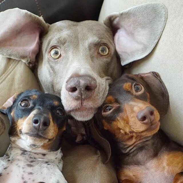 Прикольная картинка домашние животные Selfie time #dachshund #weimaraner #dogs @harlowandsage Cute dogs, Cute puppies,