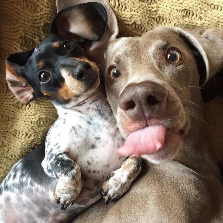 Прикольная картинка домашние животные 25 Animals Who Have Mastered the Art of Taking the Perfect Selfie Cute dogs, Cut