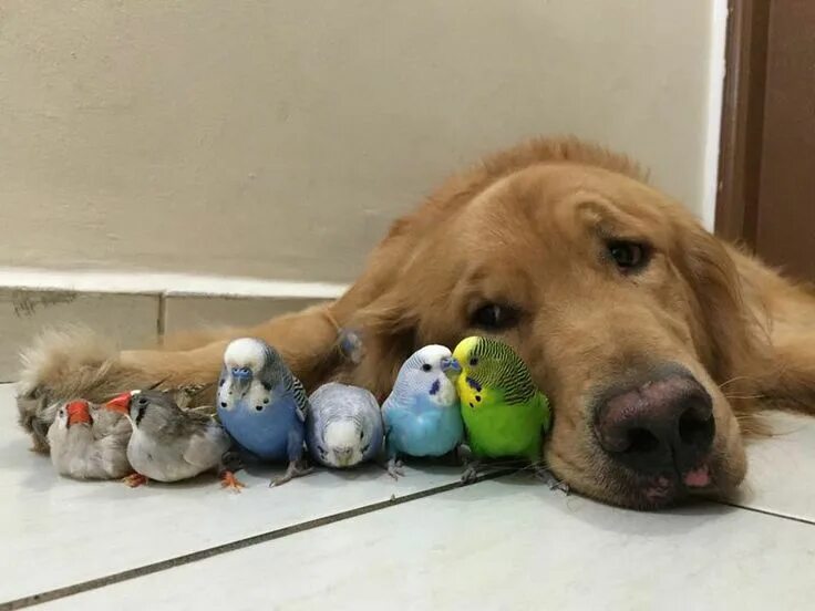 Прикольная картинка домашние животные Meet Bob, the Golden Retriever with the Flyest Friends Animals friendship, Anima