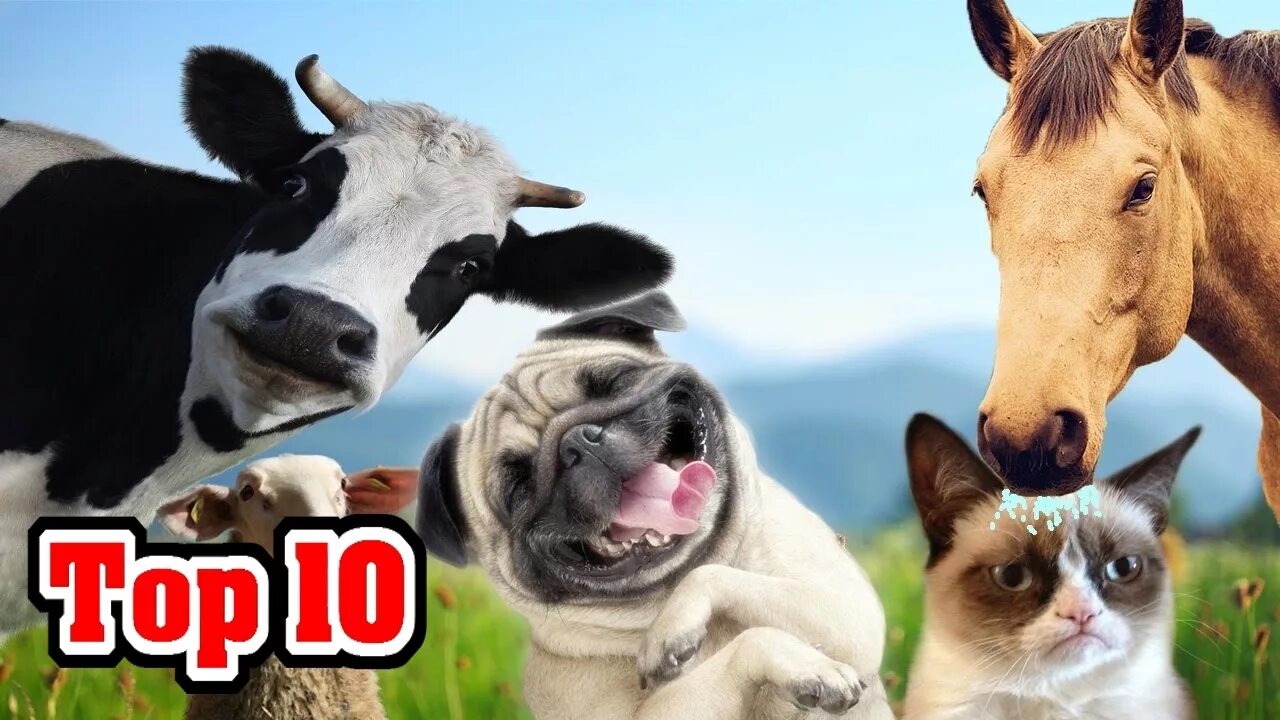 Прикольная картинка домашние животные Top 10 Domesticated Animals and Their Origins - YouTube