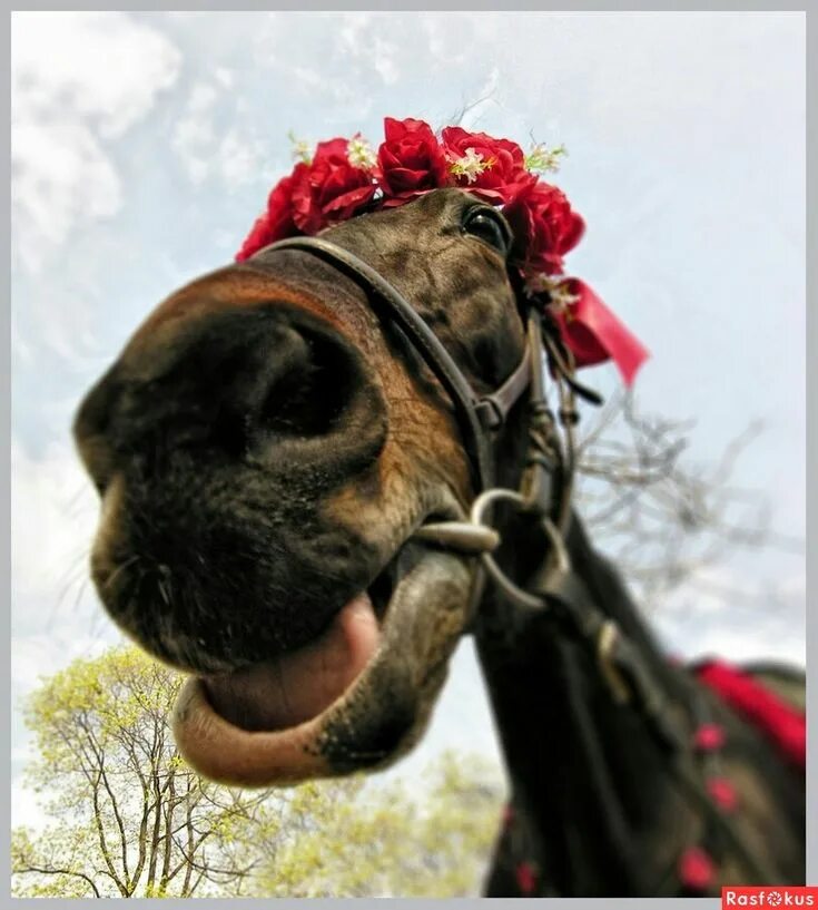 Прикольная лошадь фото Pin by Людмила Ланина on Прически лошадей. Horses, Animals