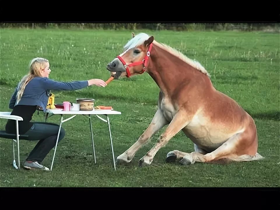 Прикольная лошадь фото Funny Horse Videos - Try Not To Laugh BEST OF - YouTube