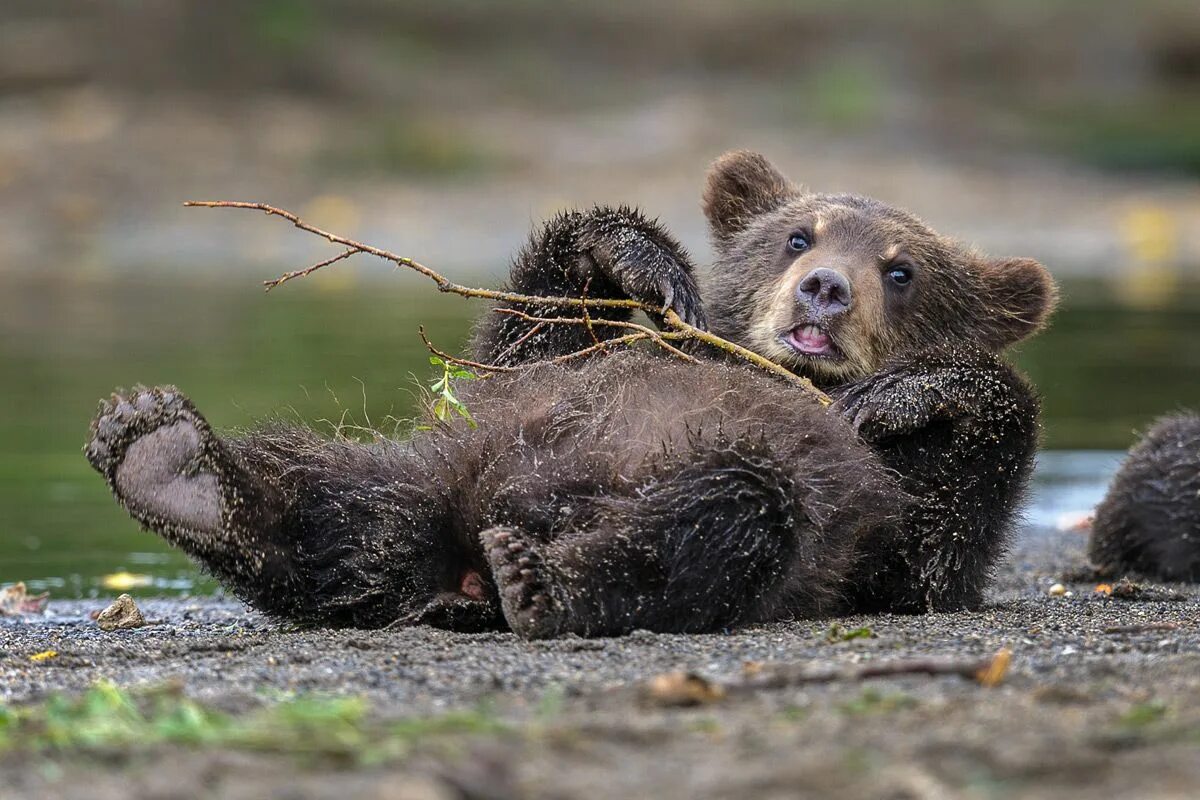 Прикольная подпись к фото с медведем Pin on to send to mom and friends