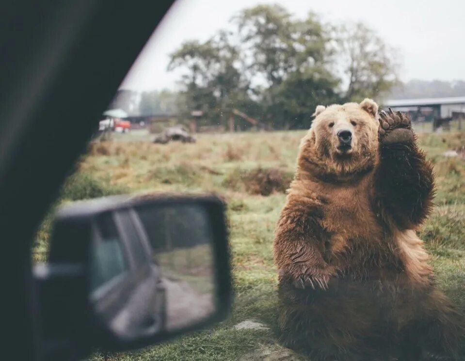 Автор Сергей Горшков Bear, Brown bear, Animals