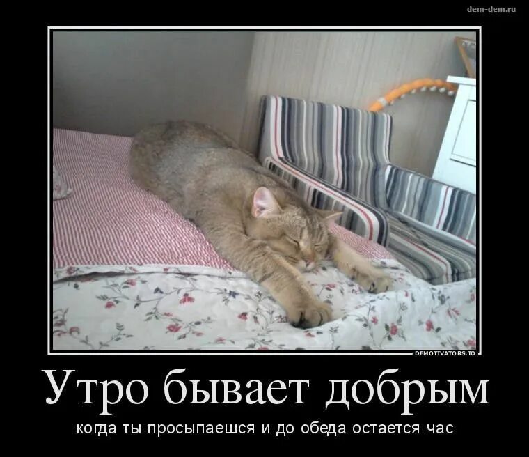 Прикольно ржачные картинки доброе утро Pin on Юмор Animals, Ferret, Sarcasm