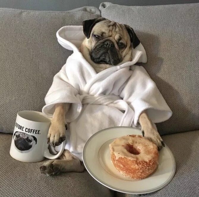 Прикольно ржачные картинки доброе утро 25 Times Doug the Pug Accurately Described Your Relationship With Food Pugs funn