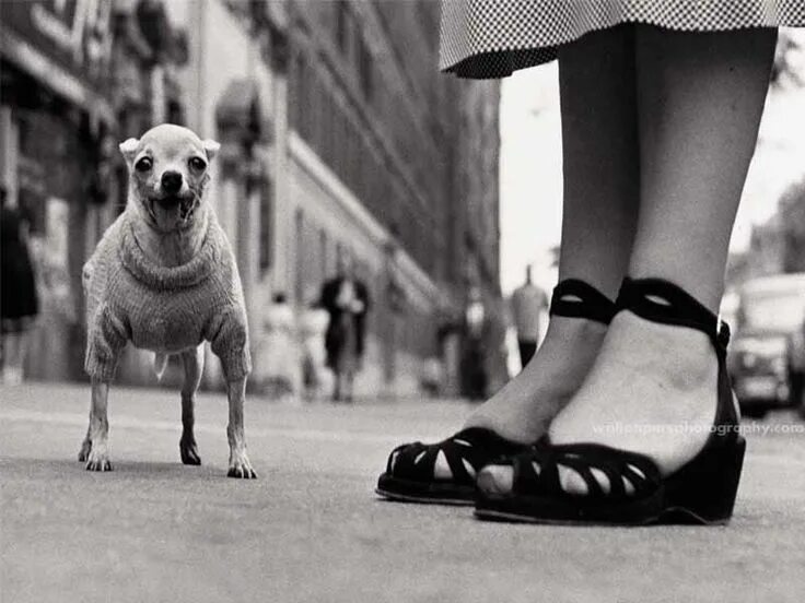 Прикольное черно белое фото 40 Precious Dog Photos From The '40s Elliott erwitt, Elliott erwitt photography,