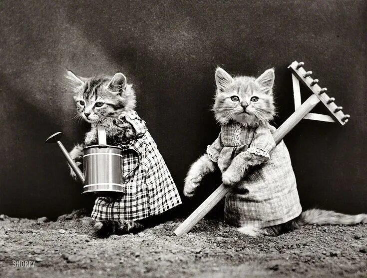 Прикольное черно белое фото Shorpy Historical Photo Archive :: Off to the Litter Box: 1914 Photo de chaton, 