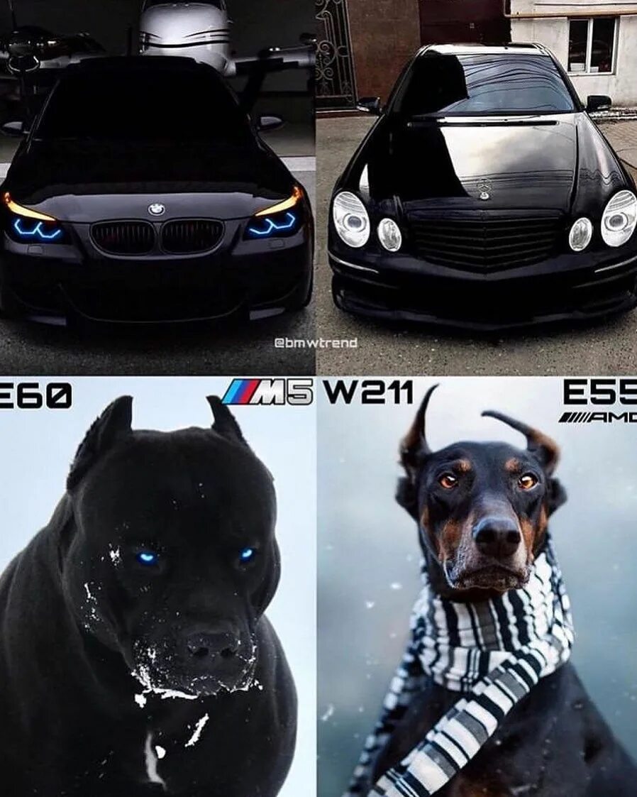 Прикольное фото бмв и тойота Bmw or benz #bmw,#benz Luxury cars audi, Sports cars luxury, Bmw e60