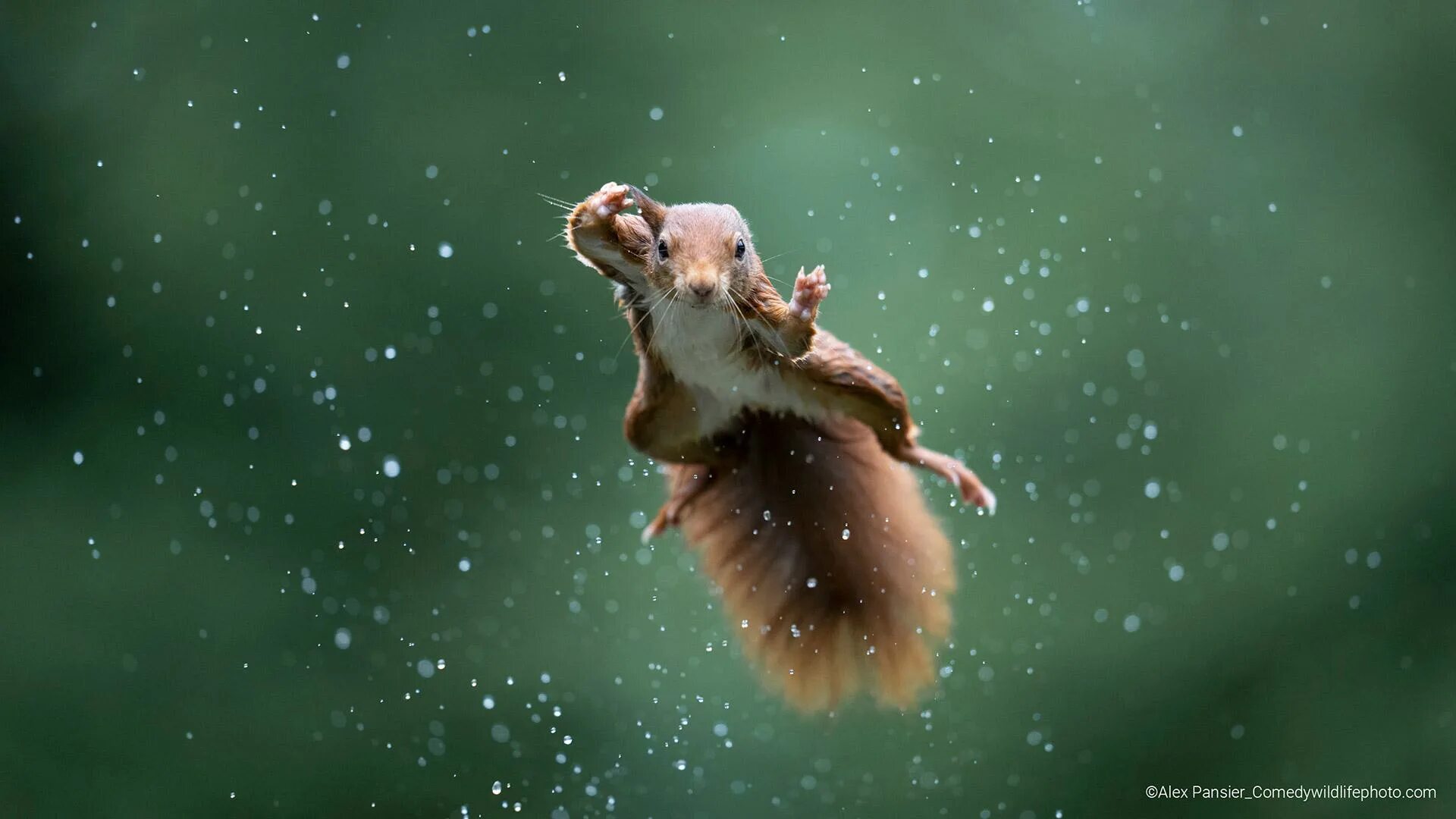 Прикольное фото дня Опубликованы фото победителей конкурса Comedy Wildlife Photography Awards 2022 Р