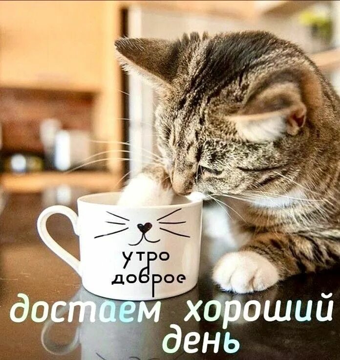 Прикольное фото доброе утро и хорошего Pin on Милые котики Good morning, Greetings for the day, Cats