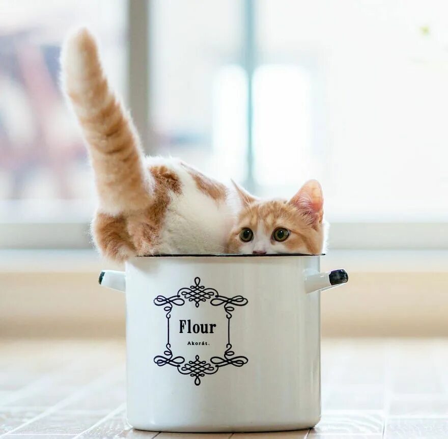 Прикольное фото доброе утро и хорошего Cat In A Pot Cute cats, Cats, Cute animals