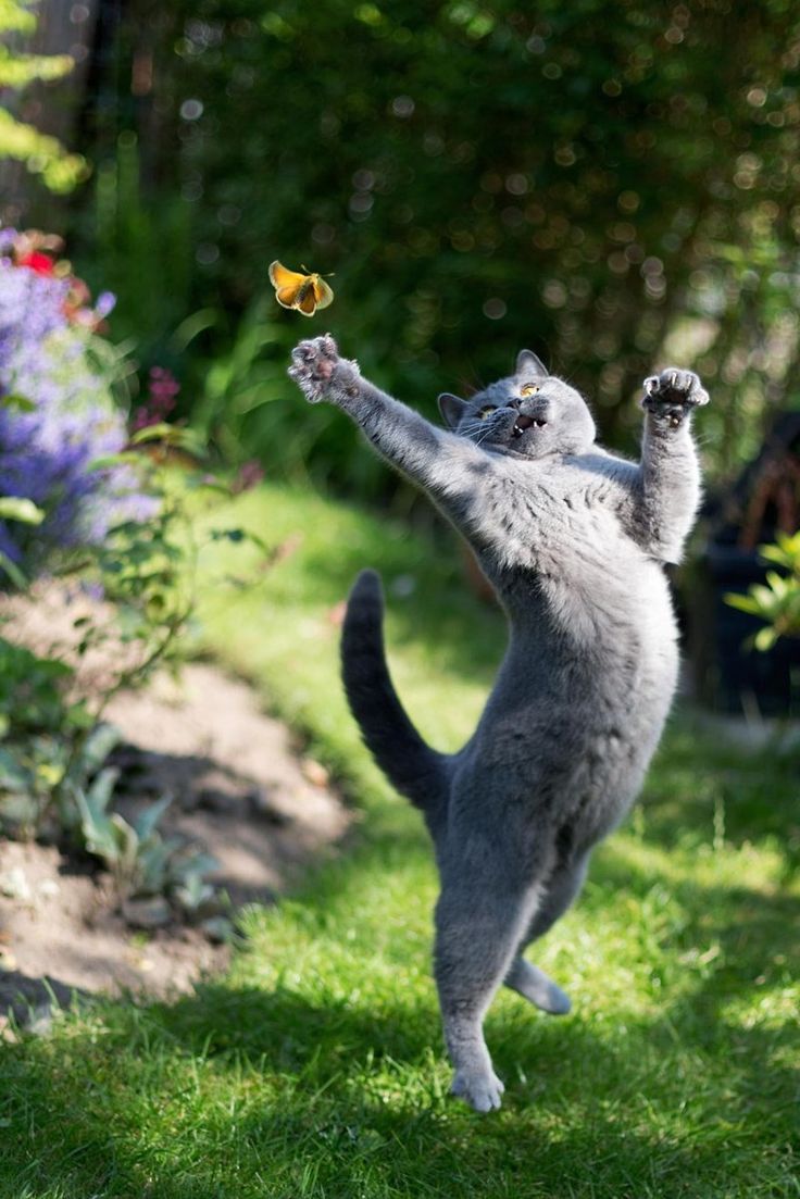 Прикольное фото хорошего дня Animals Playing With Butterflies Looks Like Magic Katzen, Lustige katzenbilder, 