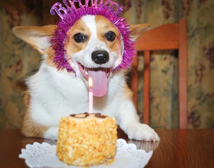 Прикольное фото картинки с днем рождения Mad Marilyn Dog birthday cake, Dog birthday, Dog birthday party