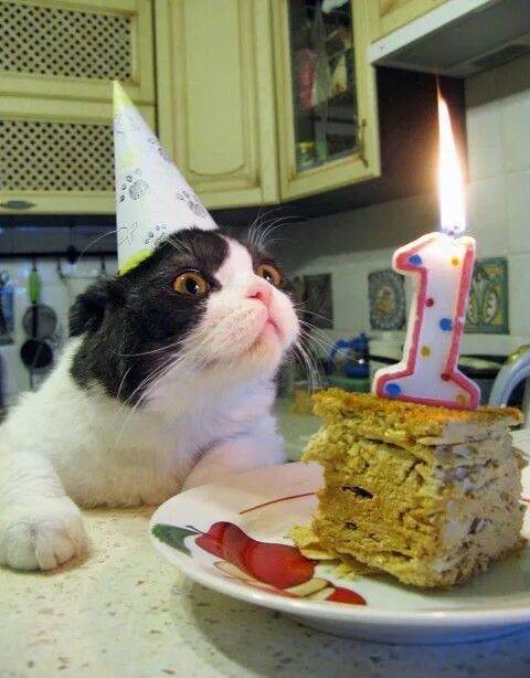 Прикольное фото картинки с днем рождения How To Throw The Best Cat Party Ever! - CatTime Funny cat pictures, Cat birthday