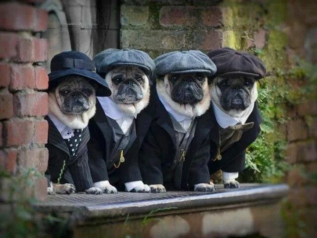 Прикольное фото открытки Pin by ПанГалин on картины картинки Pugs, Best dog breeds, Cute animals