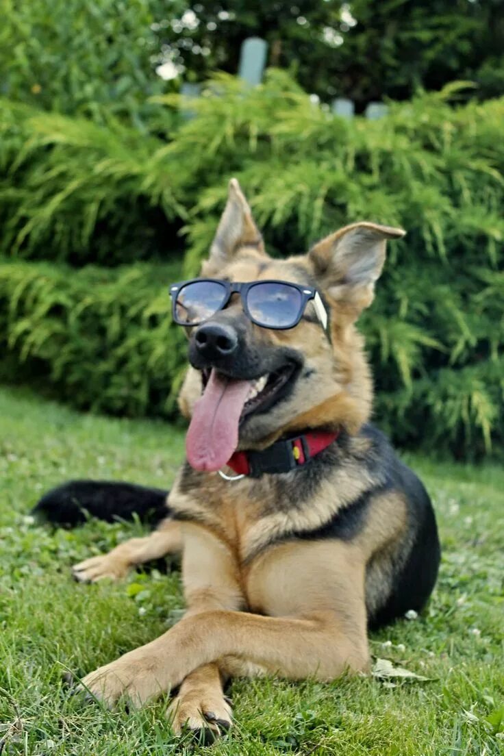 Прикольное фото овчарки Pin by Bert Engelbosch on German Shepherd German shepherd dogs, German sheperd d