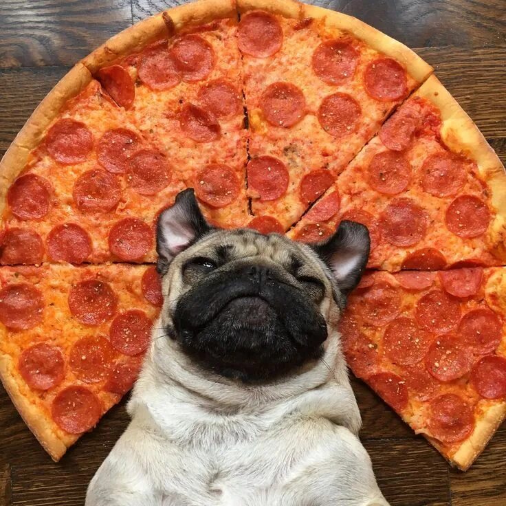 Прикольное фото пиццы 1) Doug The Pug (@itsdougthepug) Twitter Cute pugs, Pugs funny, Puppies funny