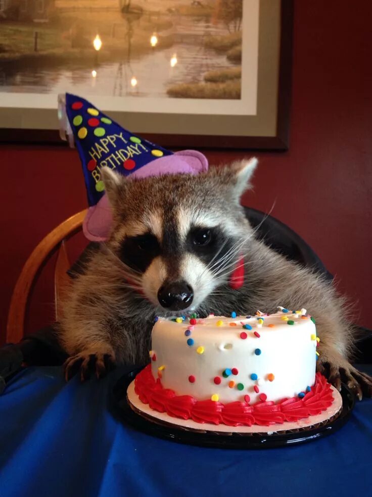 Прикольное фото поздравление с днем Pet raccoon birthday https://www.facebook.com/pages/Lucky-Baxter/316649561793597