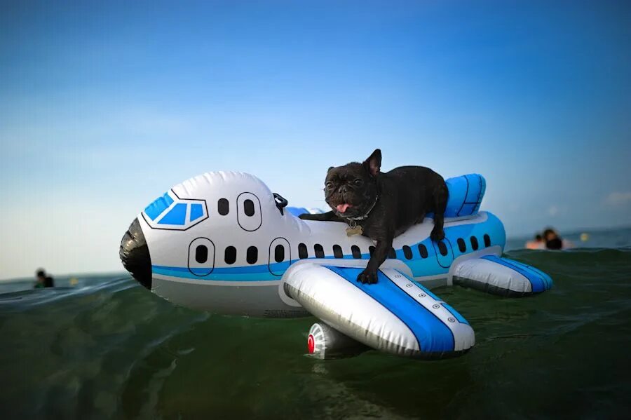 Прикольное фото самолетов apparently planes can be boards now too Flying dog, Dog pictures, Dogs