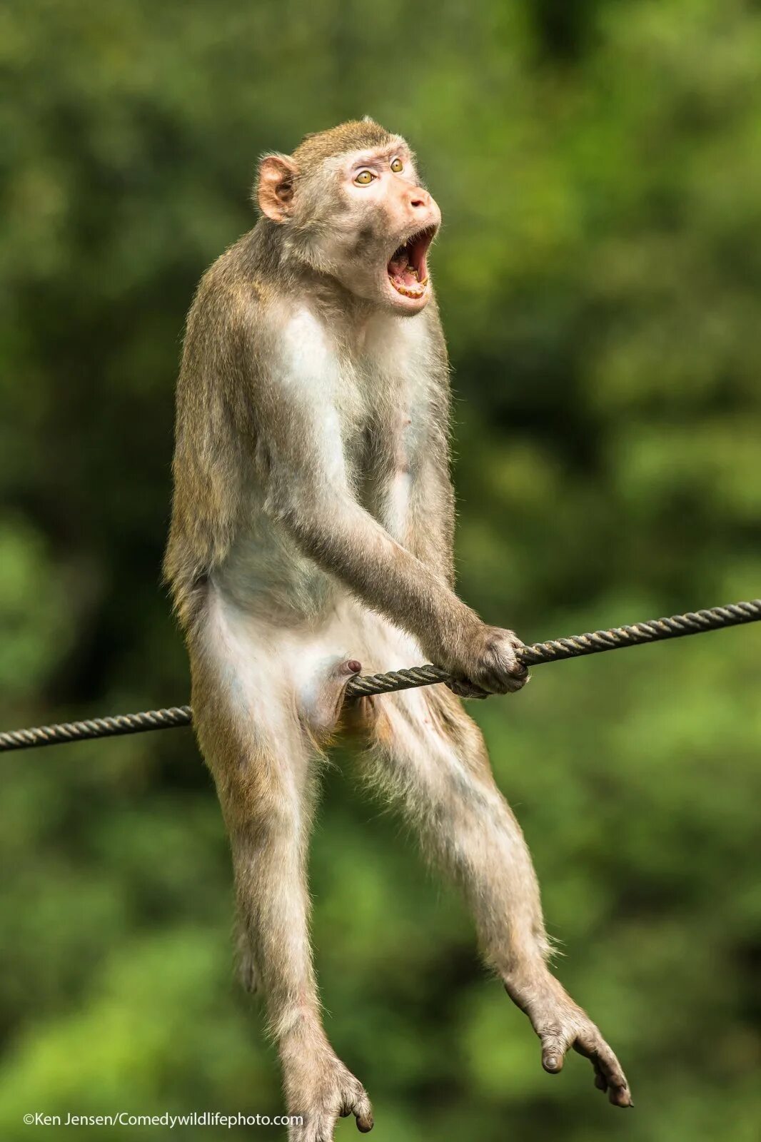 Прикольное фото сегодня Неловкие и смешные: лучшие снимки конкурса Comedy Wildlife Photography - РБК