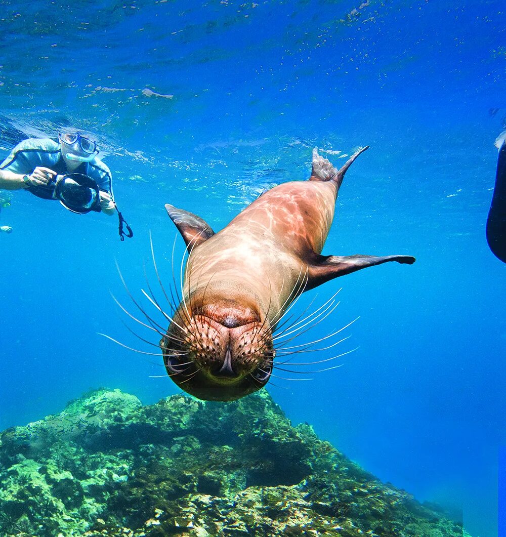 Прикольное морское фото Who’s going to the Galápagos? - National Geographic Education Blog