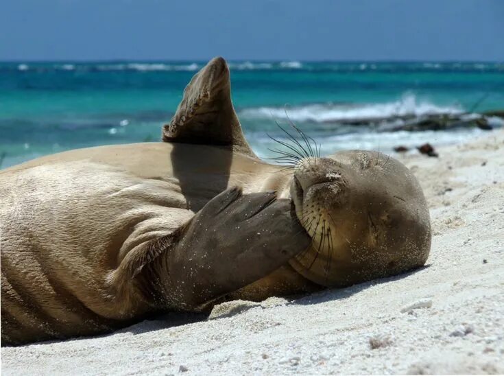 Прикольное морское фото Consider the Monk Seal by Melissa Hawaiian monk seal, Endangered animals, Monk s