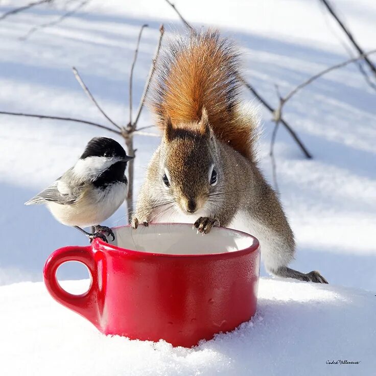 Прикольного зимнего утра картинки Oh Mr. Finch we're going share this nice cup of warm coco to brace against the w