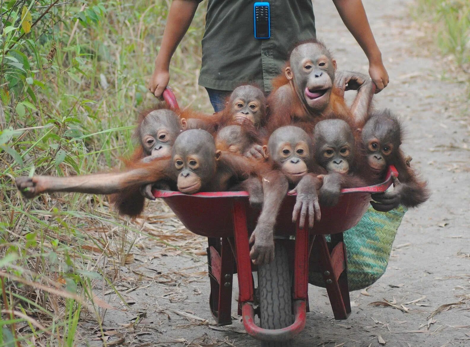 Прикольные фото 8 People Are Trying To Buy A Forest For Baby Orangutans Who Lost Everything Baby o